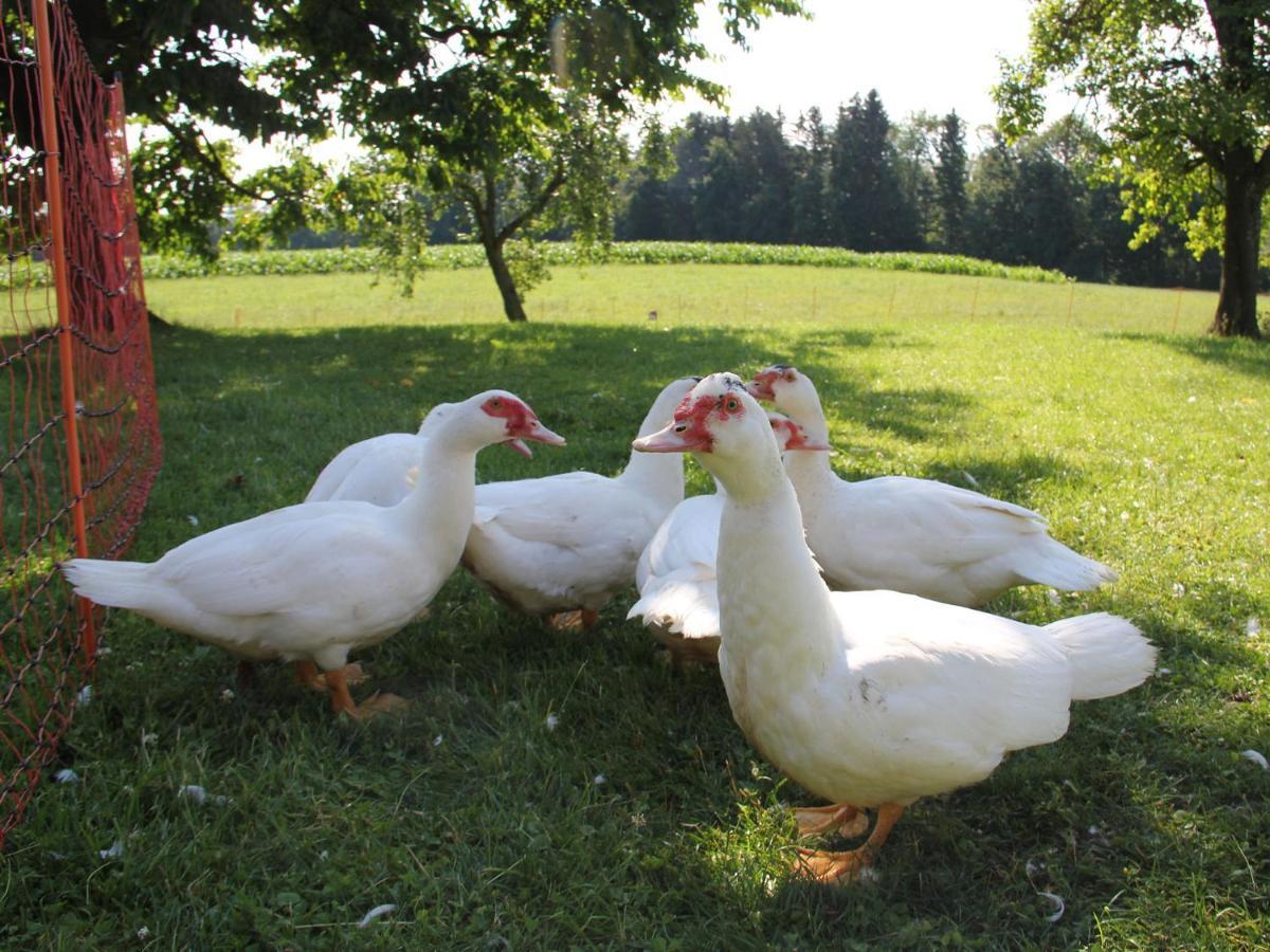 Haslacher Hof Waging am See Zewnętrze zdjęcie