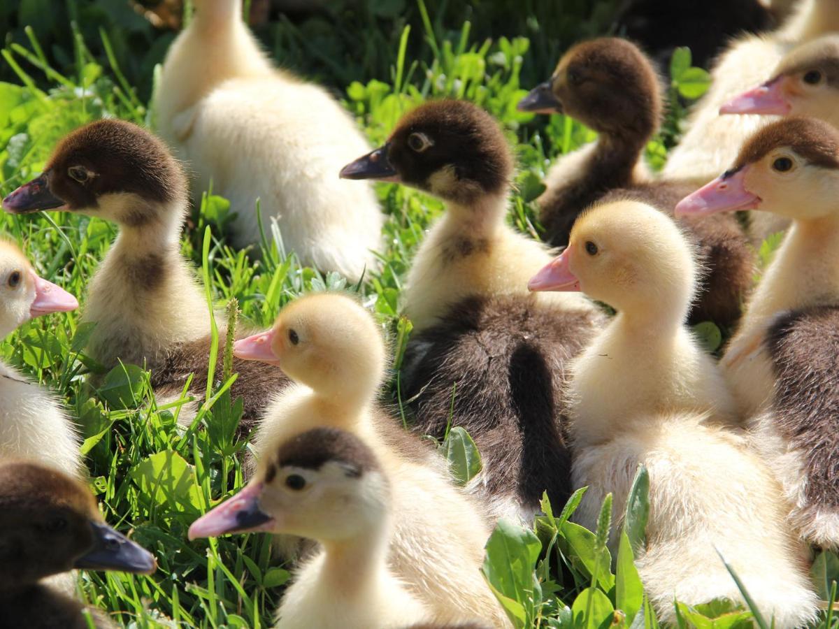 Haslacher Hof Waging am See Zewnętrze zdjęcie